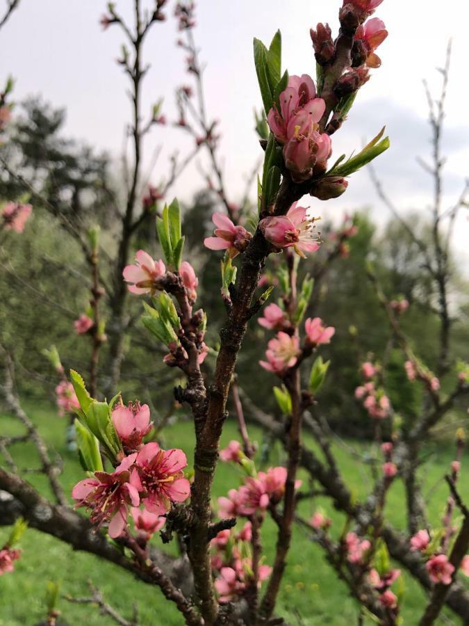Limbach im BurgenlandSonnenhof公寓 外观 照片